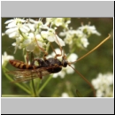 Rynchobanchus flavopictus  - Schlupfwespe m073e 15mm-fdet02.jpg